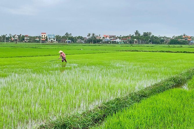 Buffalo Riding and basket boat tour from Da Nang/ Hoi An - Buffalo riding: the highlight you’ll remember, even if it’s short