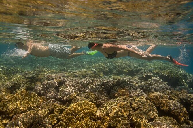 Cham Island Daily-Snorkeling(Optional:Pick up at Cua Dai Port) - Lunch on Cham Island: seafood focus, flexible needs