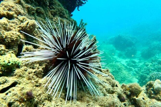 Cham Island Snorkeling Daily Group Tour, Sunbathing, nice beaches - Price and Value: Is $59 Worth It for This Much Included?