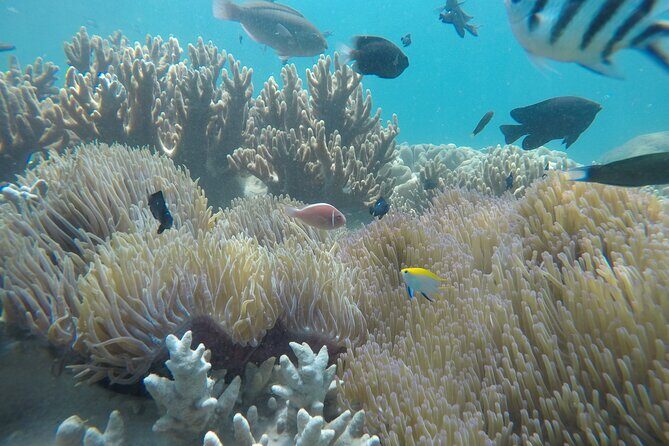 Cham Islands Snorkeling Tour by SpeedBoat from Da Nang - Bai Chong beach: lunch, hammocks, and why this stop matters