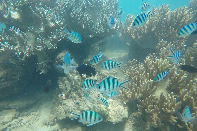 Cham Islands Snorkeling Tour by SpeedBoat from Da Nang - Group size and schedule: why it feels smooth when it works