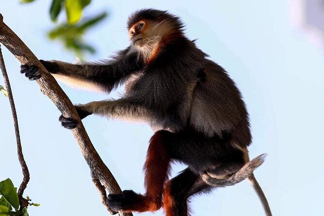 Endangered Monkeys Watching - Red Shanked Douc Langurs - Key highlights at a glance