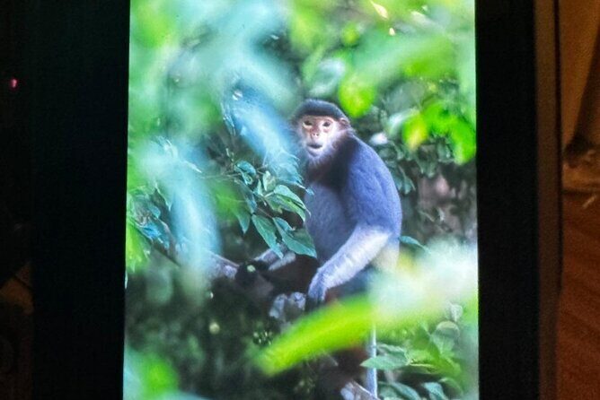 Endangered Monkeys Watching - Red Shanked Douc Langurs - Guides make the difference: Cillian, Bin/Binh, Bao, Thanh, Brandon, and more