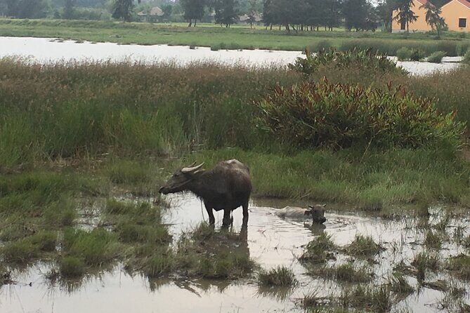 Hoi An countryside biking tour, water buffalo+ basket boat ride - Why this Hoi An countryside ride feels calmer than town sightseeing