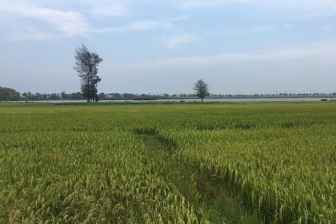 Hoi An countryside biking tour, water buffalo+ basket boat ride - The easy part: pickup, timing, and group size