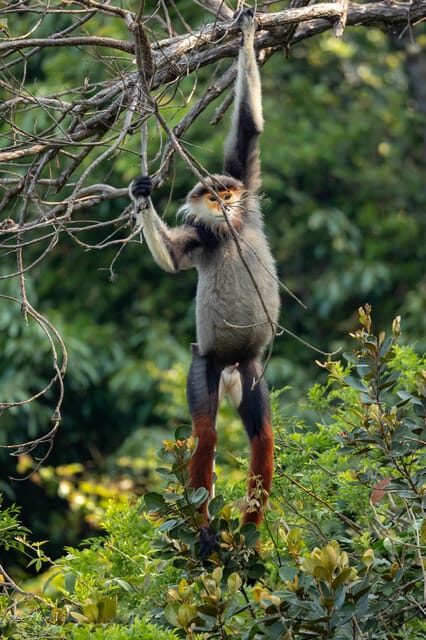 Safari - Finding the most endangered monkey in the World - How a Da Nang Sunset Safari Fits Real Wildlife Watching