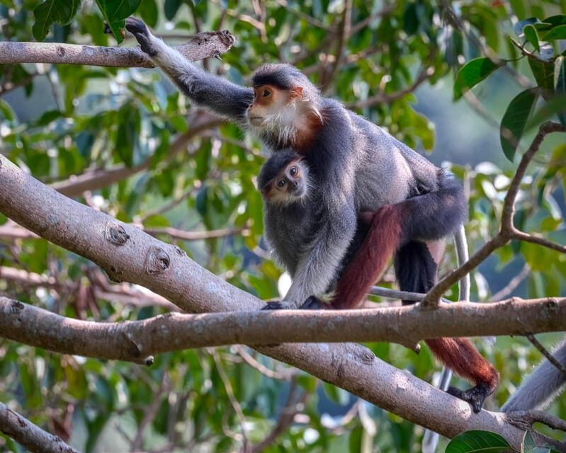Safari - Finding the most endangered monkey in the World - Price and Value: What $48 Buys in the Real World