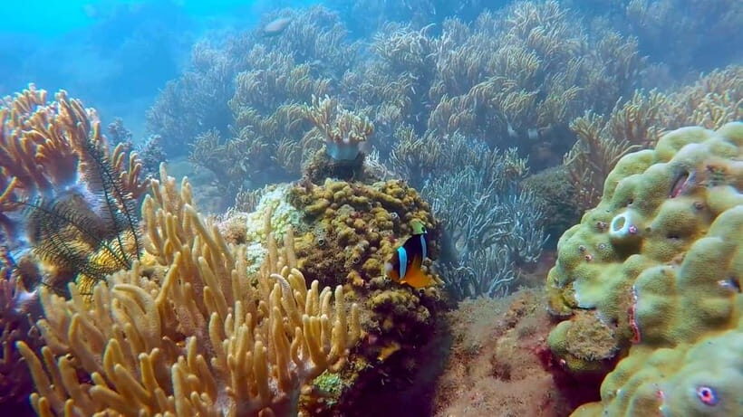 Visit Cham Islands & Snorkelling & Scuba Diving - Key Highlights at Cham Islands