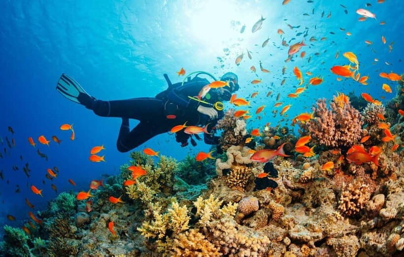 Visit Cham Islands & Snorkelling & Scuba Diving - Seafood Lunch: Fuel After Saltwater Time